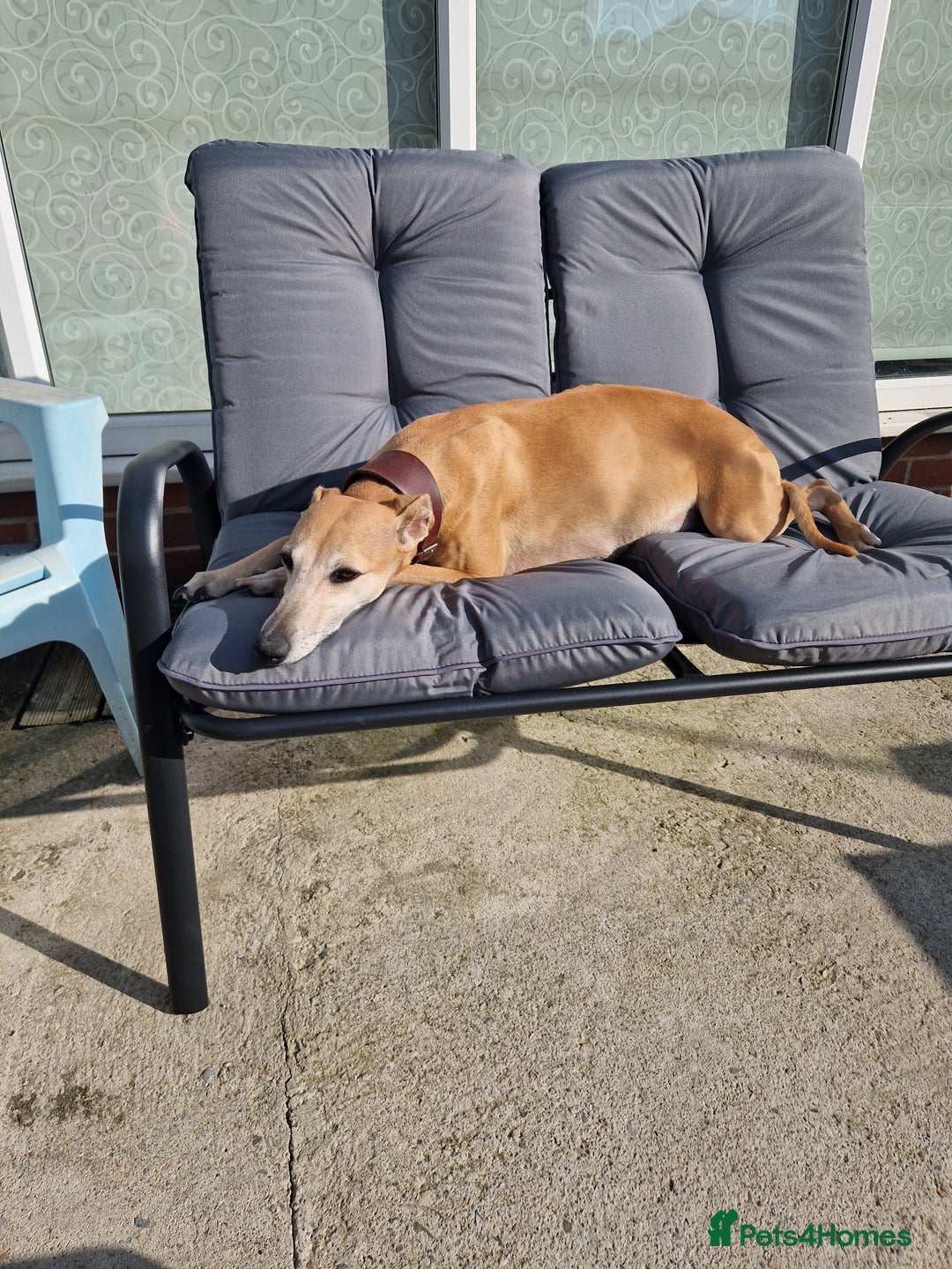 Whippet dogs for sale: KC Registered Whippet Pups - 2 girls left - Image 9