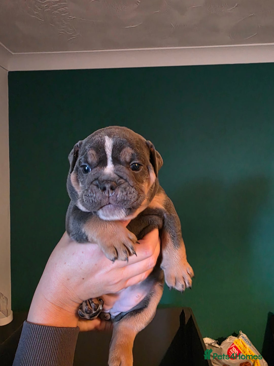 Olde English Bulldogge dogs for sale: Beautiful olde english Bulldogge pups  - Advert 3