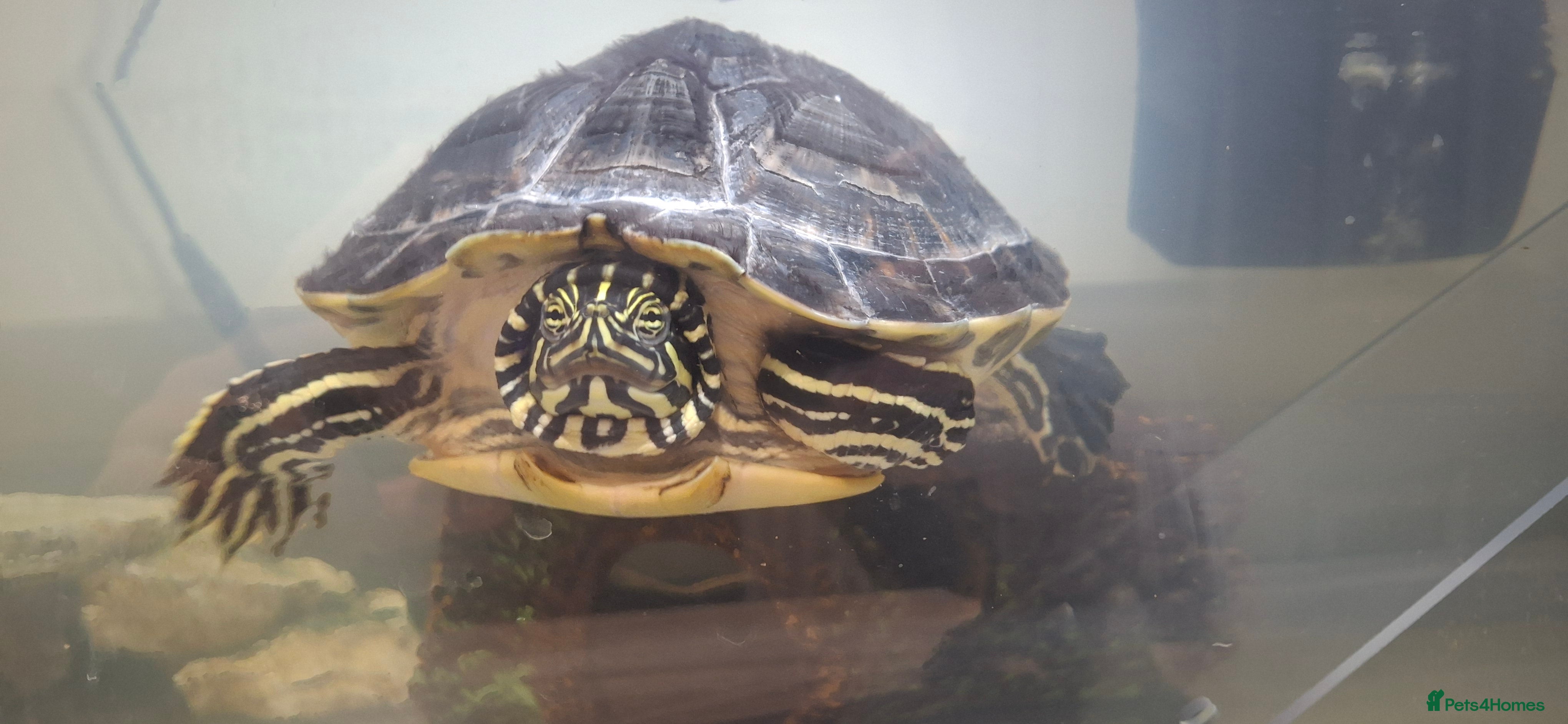 Turtle reptiles Turtle for sale - Advert 11