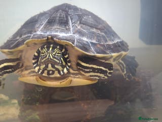 Turtle reptiles Turtle for sale - Advert 11