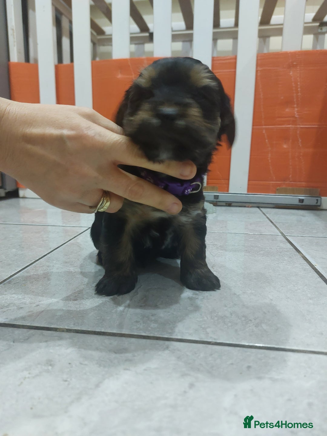 Yorkshire Terrier dogs for sale: Adorable 2 male of Yorkshire Terrier  - Advert 4