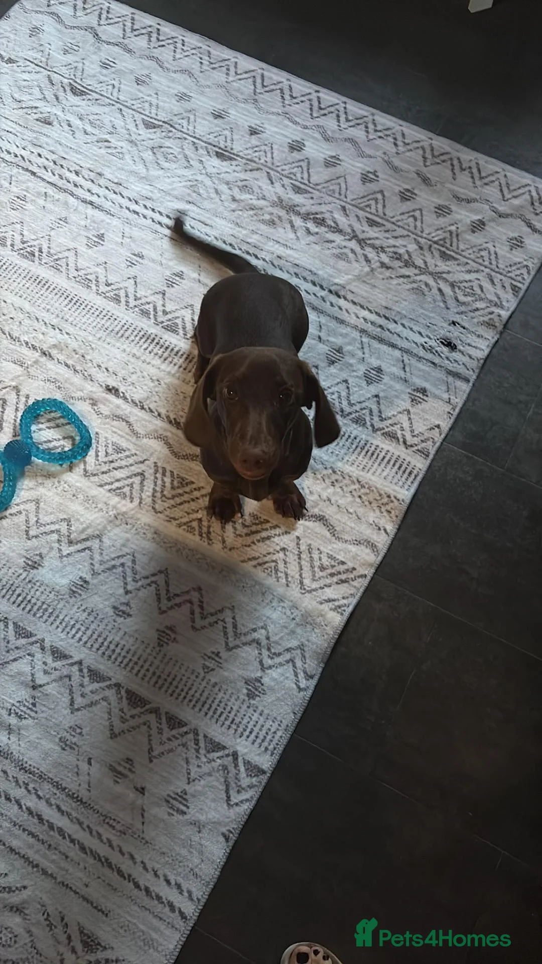 Dachshund dogs for sale: 8 month old puppy  in Brough - Advert 1