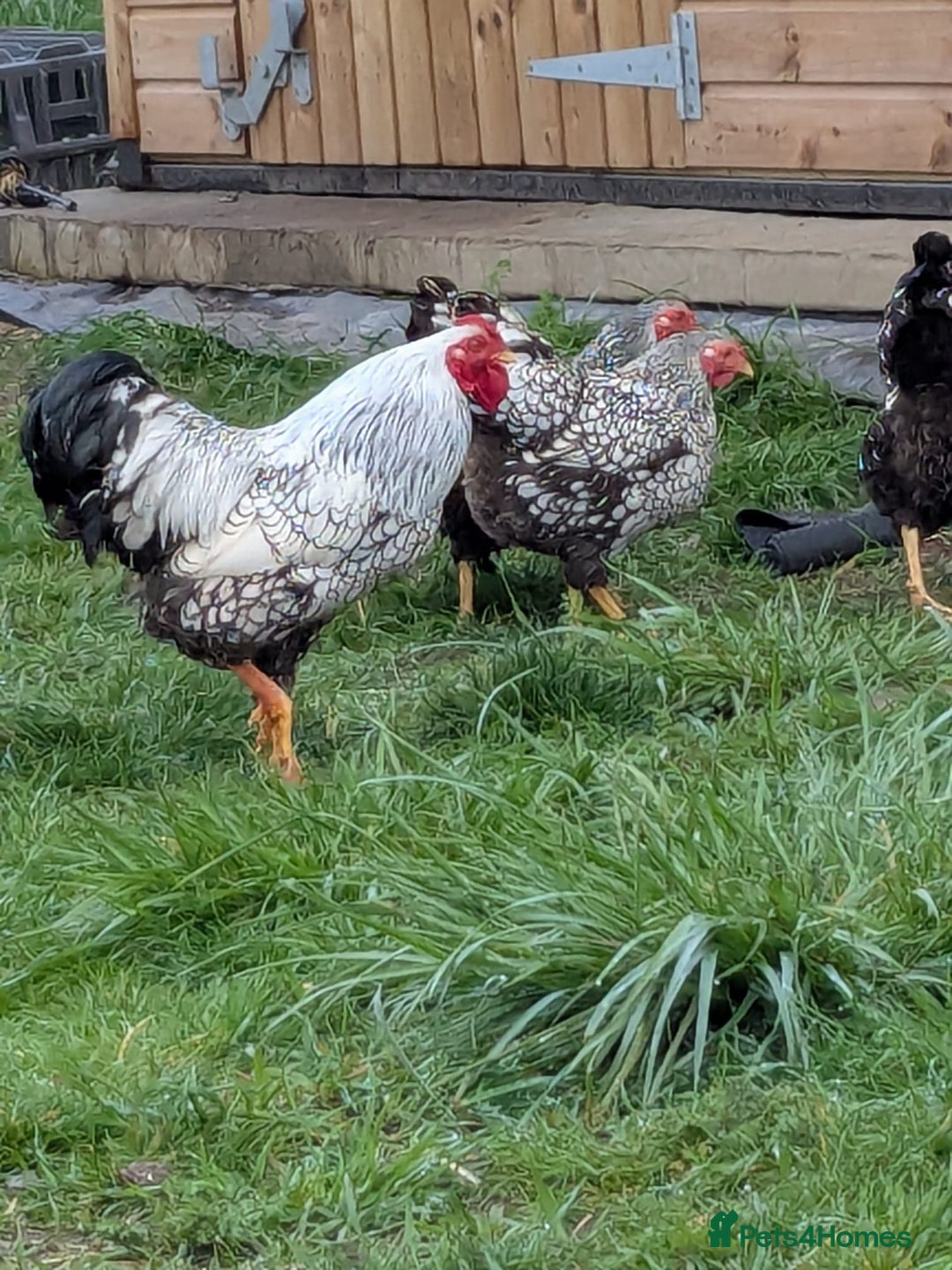 Chickens poultry for sale: Welsummer,Silver Laced Wyndottes,Lemon PyleBrahmas in Boston - Image 3