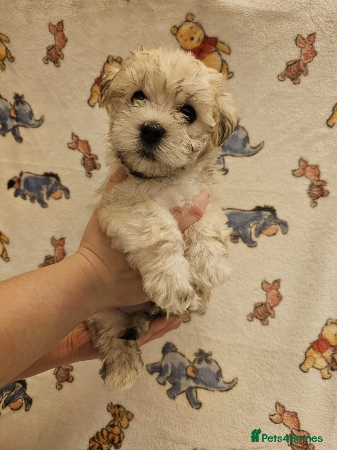 Maltese dogs for sale: Maltese puppies  - Advert 2