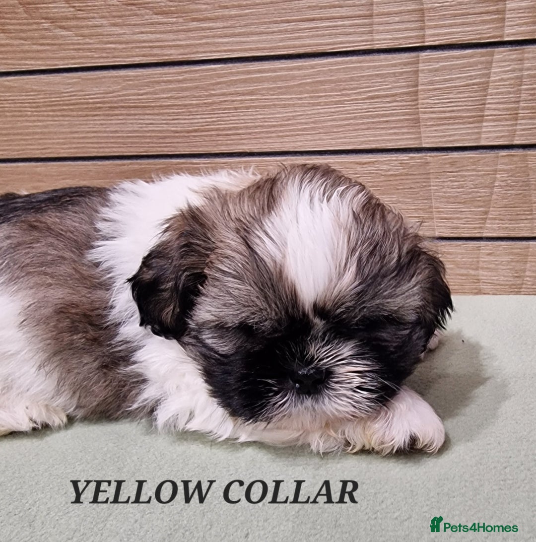 Shih Tzu dogs for sale:  2 lovely girls Shih Tzu Puppies!  - Advert 18