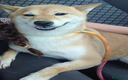 Japanese Shiba Inu dogs for sale: Japanese Shiba Inu older girl - Image 2