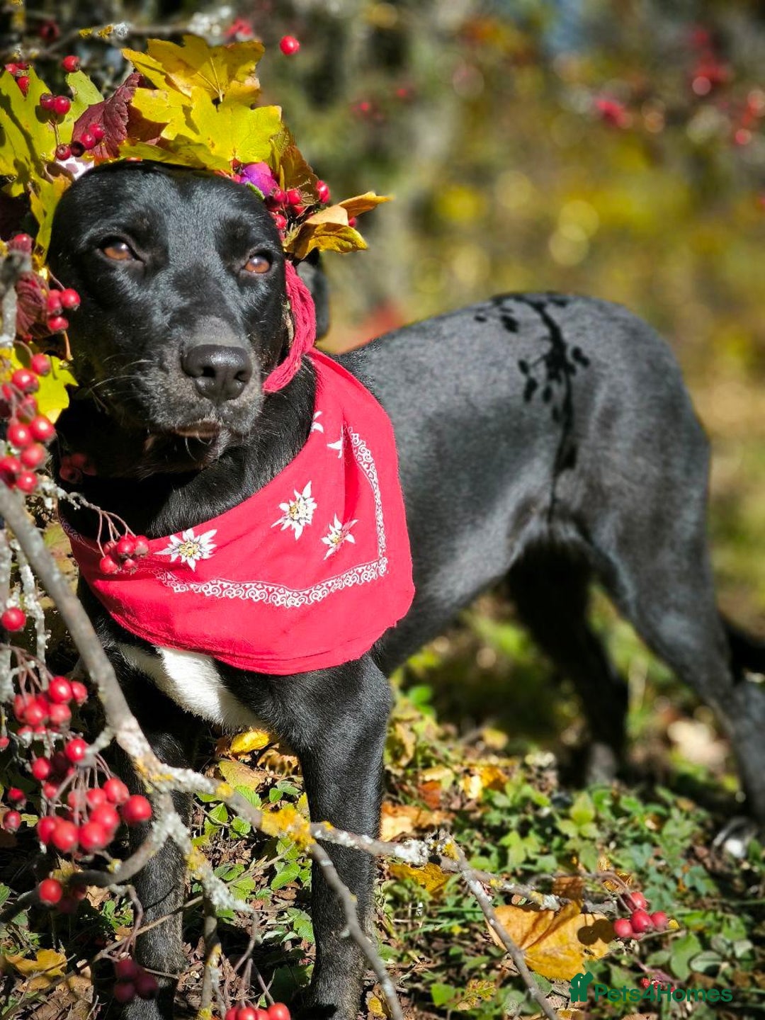 Mixed Breed dogs for adoption: ❤️Blacky❤️1.5 yo upper-medium girl-Labrador cross - Advert 11