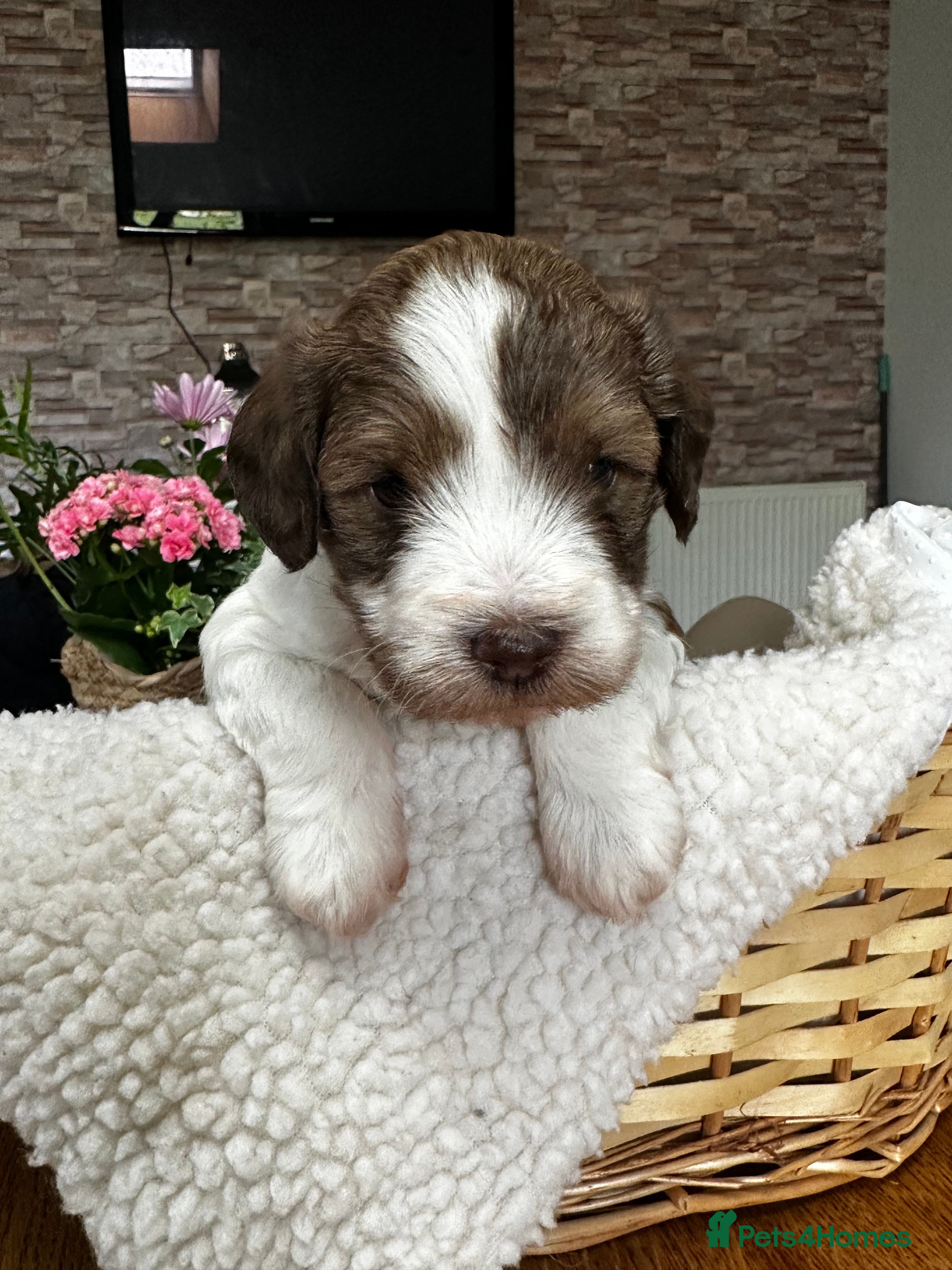 Schnoodle dogs Amazing litter of Schnoodle puppies.  - Advert 1