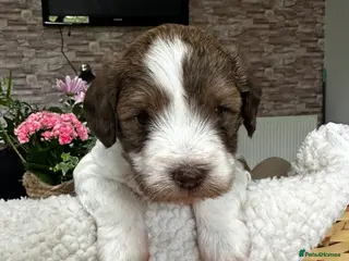 Schnoodle dogs Amazing litter of Schnoodle puppies. - Advert 1