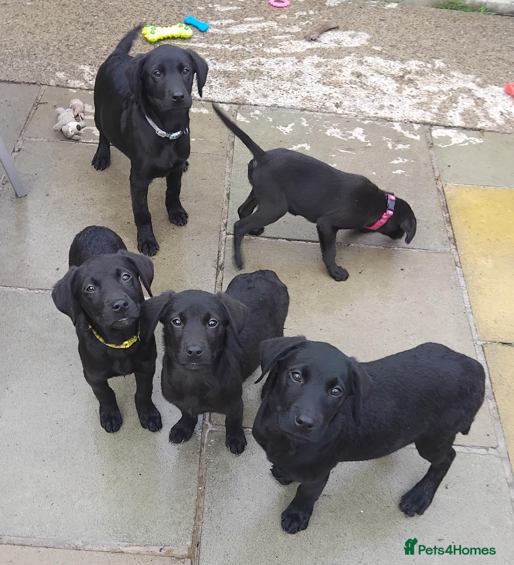 Labrador Retriever dogs 5 Beautiful labrador puppies (Male) - Advert 16