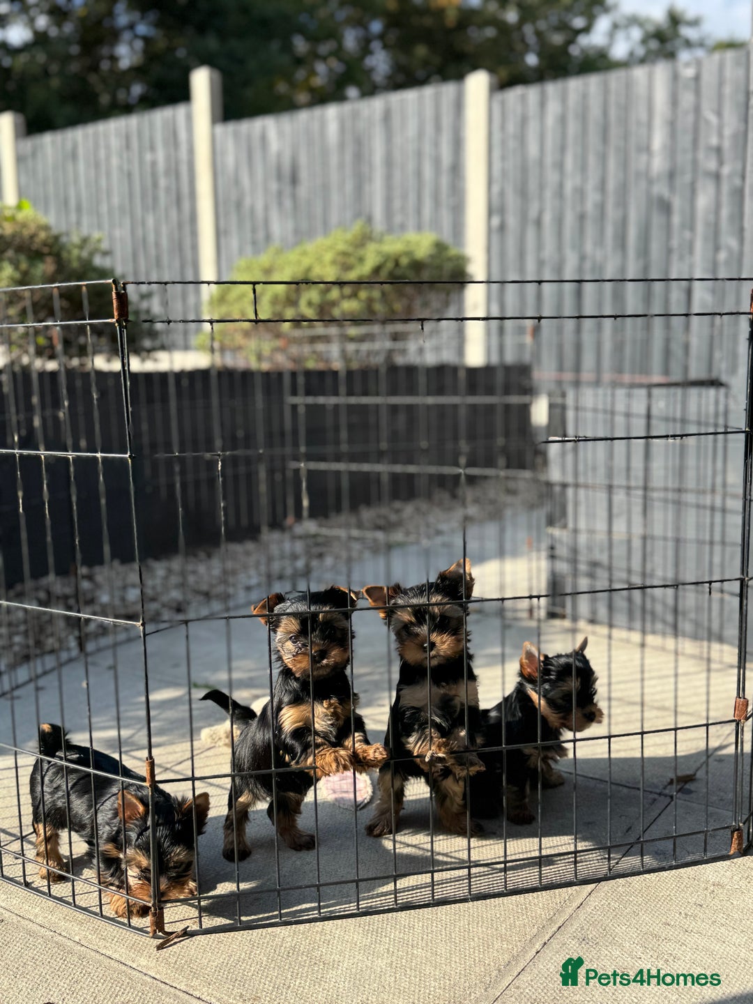 Yorkshire Terrier dogs for sale: Miniature Yorkshire Terrier puppies. - Image 8