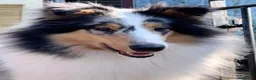 Rough Collie dogs for sale: Rough Collie Puppies-Health Tested Blue Merle Tri - Advert 7