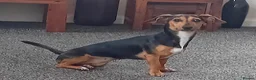 Miniature Dachshund dogs for sale: looking for a loving new home for my stunning girl in Edinburgh - Advert 4
