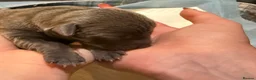 Italian Greyhound dogs for sale: Italian Greyhound Puppies in Gloucester - Advert 11