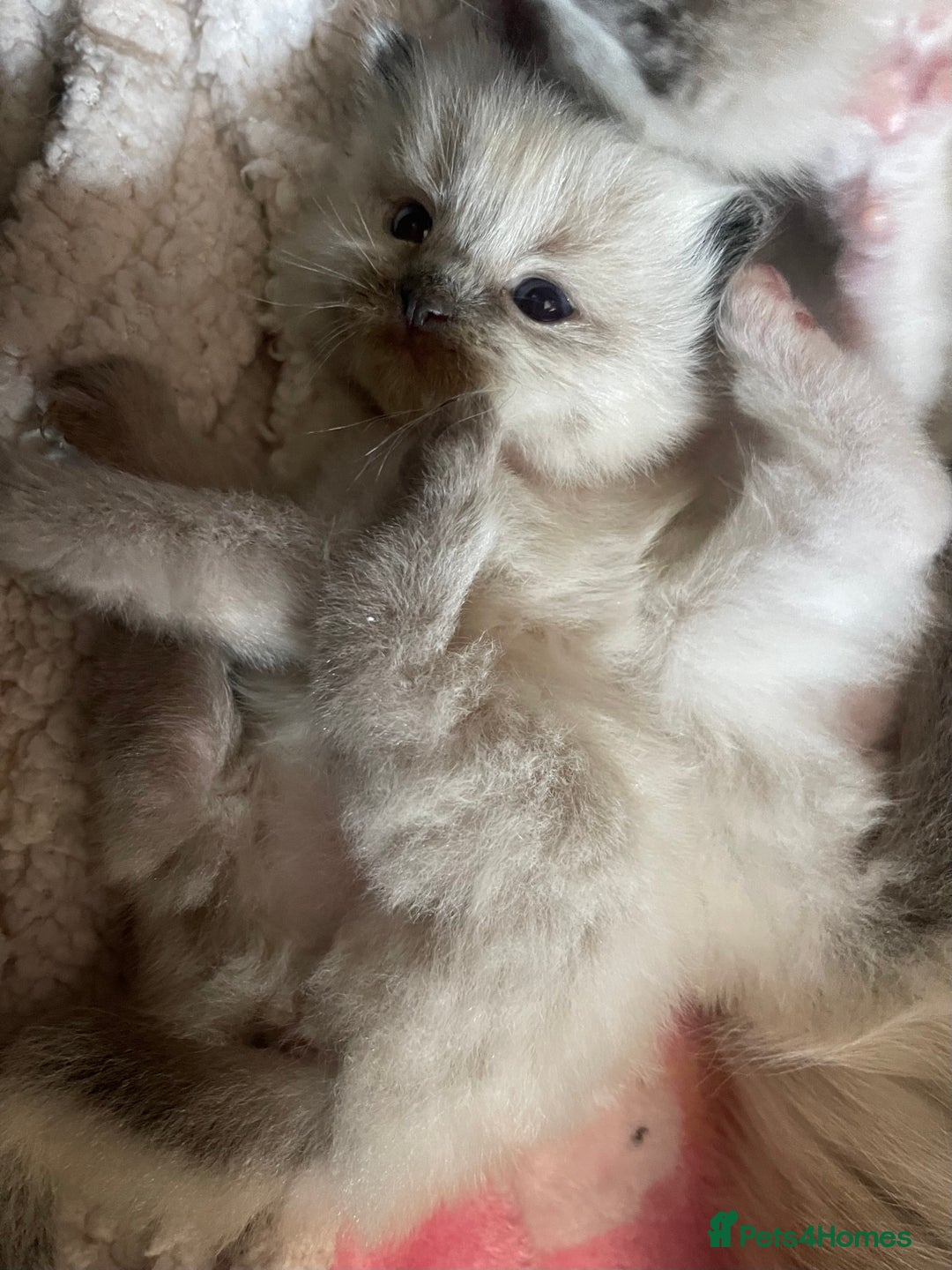 Ragdoll cats for sale: ✨Ragdoll Kittens Available – European Lines ✨ - Image 8