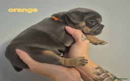French Bulldog dogs for sale: Beautiful KC French bull dog puppies - Image 2