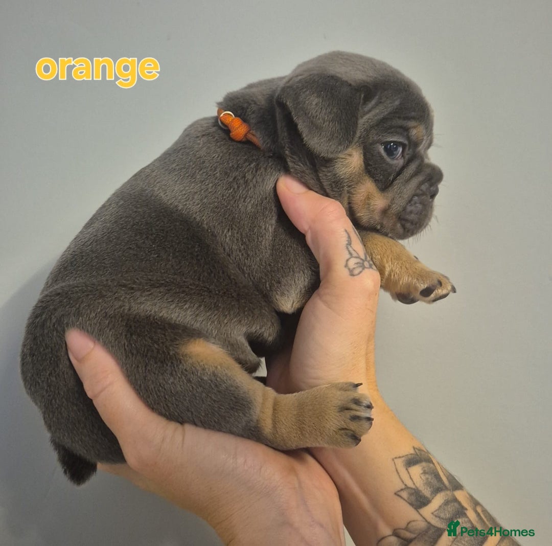 French Bulldog dogs for sale: Beautiful KC French bull dog puppies - Image 2