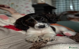 Cockapoo dogs for sale: UNIQUE SABLE BOY READY TO GO ✨ - Image 29