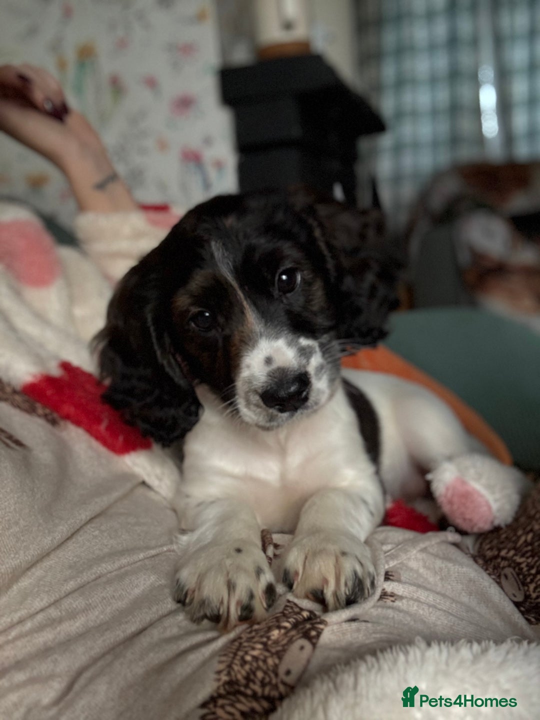 Cockapoo dogs for sale: UNIQUE SABLE BOY READY TO GO ✨ - Image 29
