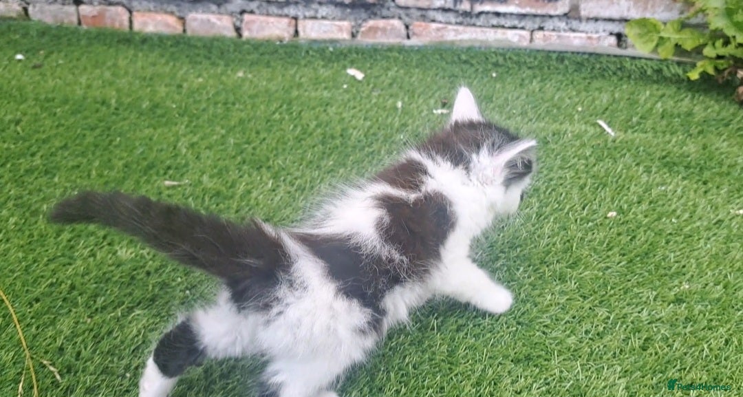 Mixed Breed cats for sale: 7 gorgeous kittens READY NOW - Image 8