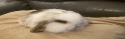 Mini Lop rabbits for sale: Mini lop litter. *Fantastic temperaments* - Advert 6