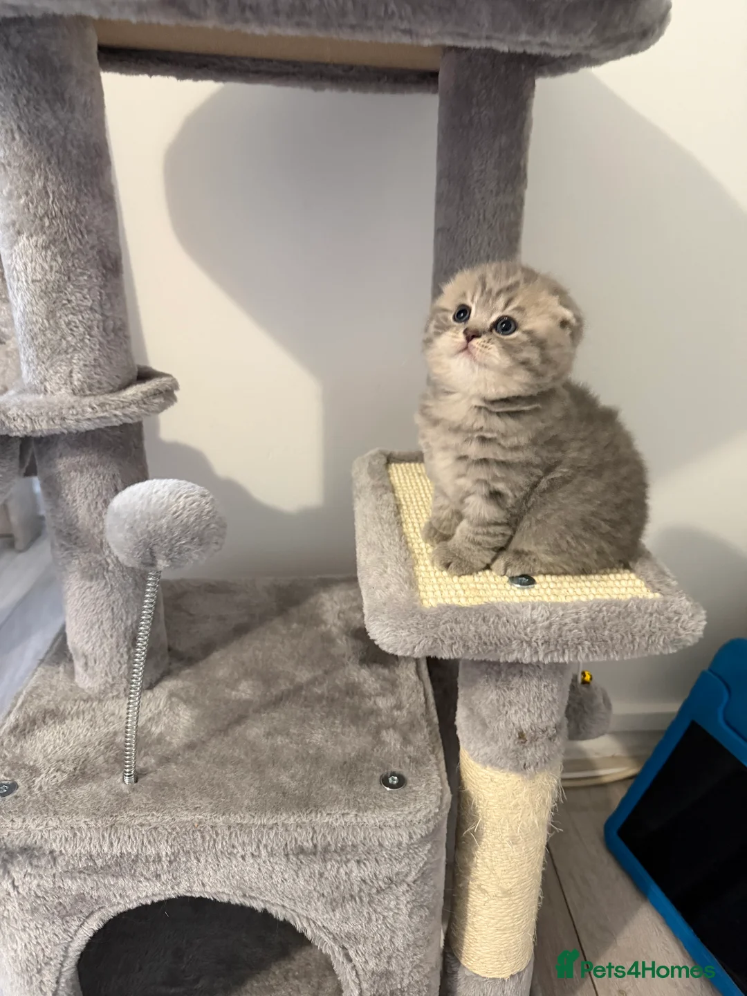 Scottish Fold cats for sale: Scottish fold female kitten pure breed in London - Advert 26