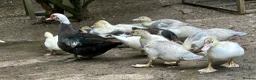 Ducks poultry for sale: Muscovy Ducklings in Great Missenden - Advert 1
