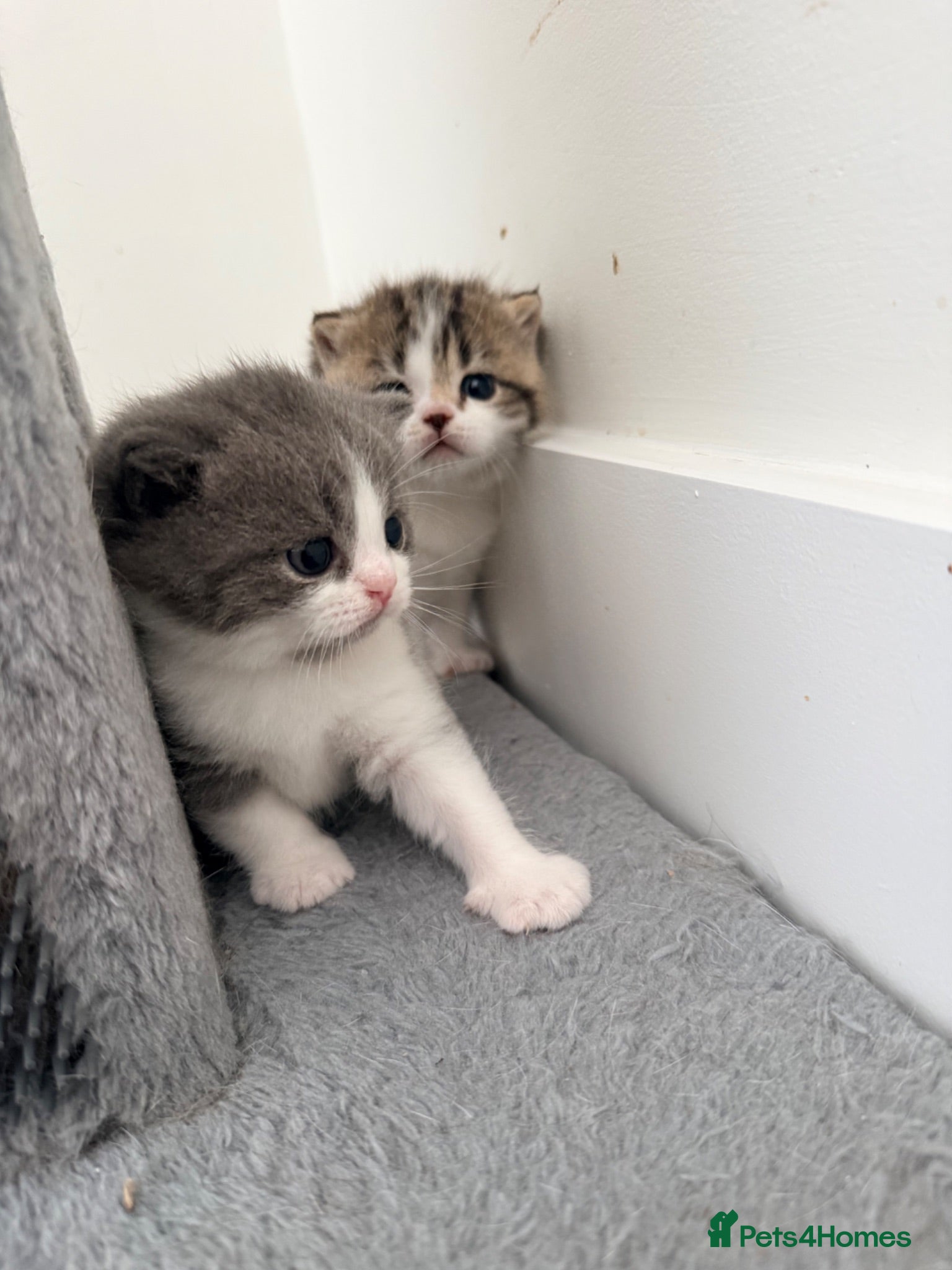 British Shorthair cats 3 British shorthair kittens - Advert 1