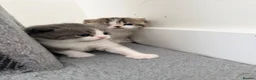 British Shorthair cats for sale: 3 British shorthair kittens - Advert 1