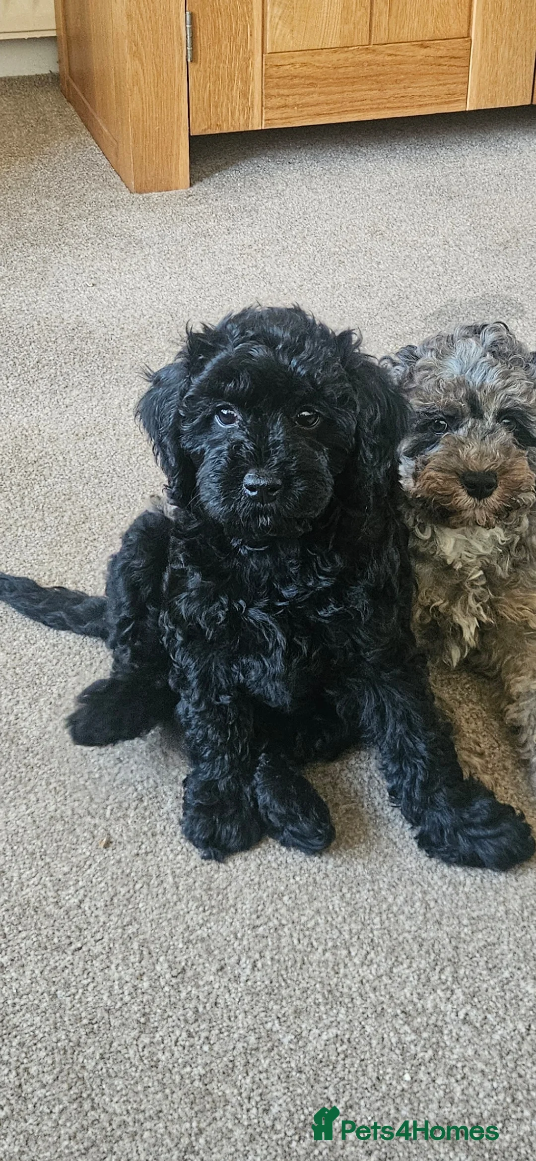 Cavapoo dogs for sale: READYtoday. Cavapoos puppies - Advert 2