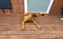 Rhodesian Ridgeback dogs for sale: Pedigree Rhodesian Ridgeback - Image 4