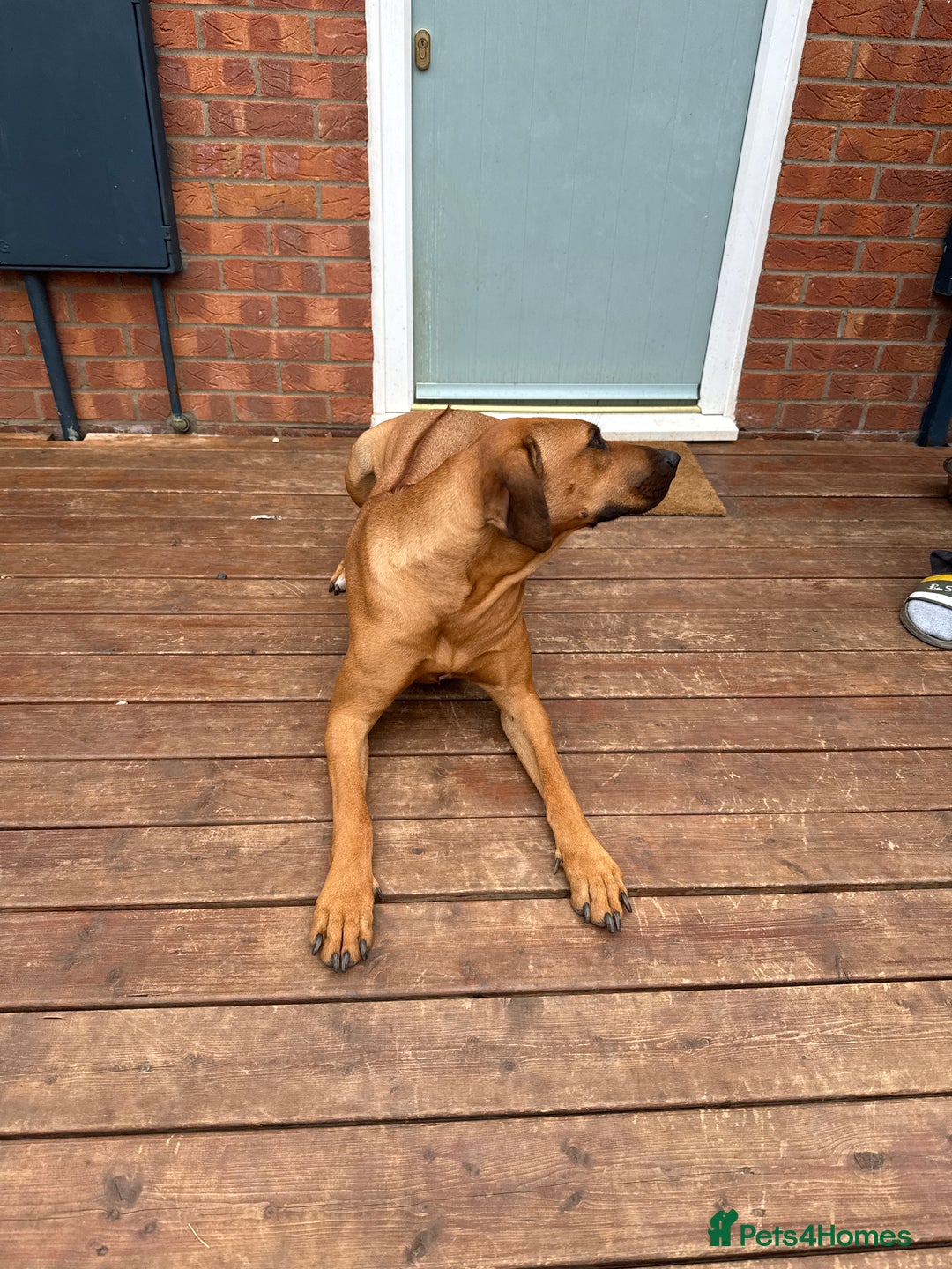Rhodesian Ridgeback dogs for sale: Pedigree Rhodesian Ridgeback - Image 4