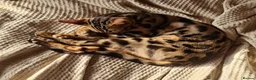 Bengal cats for sale: Guaranteed to be Cuddly *Breed quality*  - Advert 2