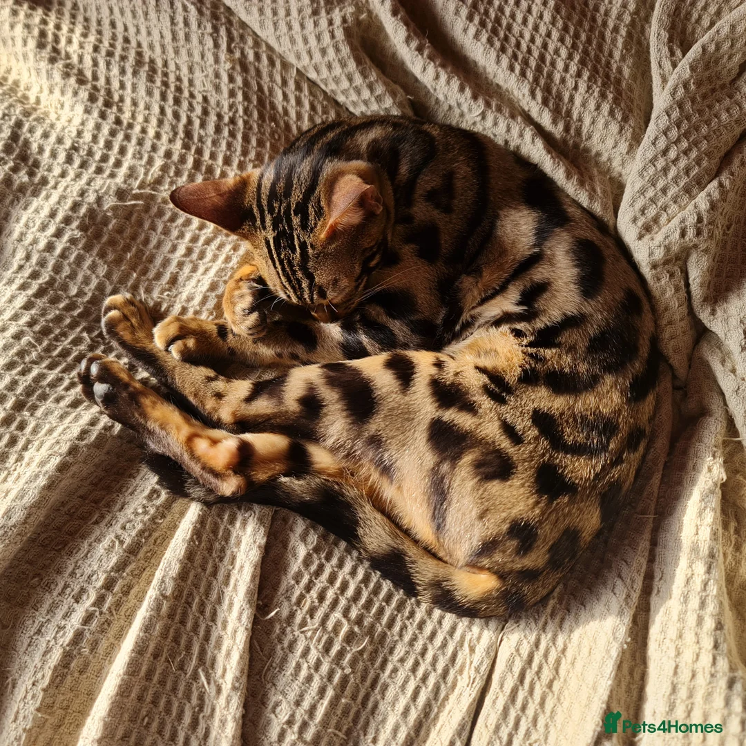 Bengal cats for sale: Guaranteed to be Cuddly *Breed quality*  - Advert 2