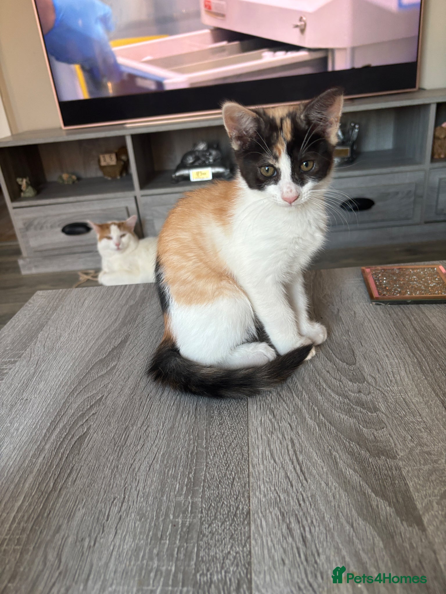 Mixed Breed Kitten 1