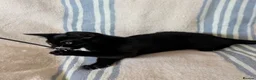 Bengal cats for sale: Friendly Adorable Bengal kittens  - Advert 19