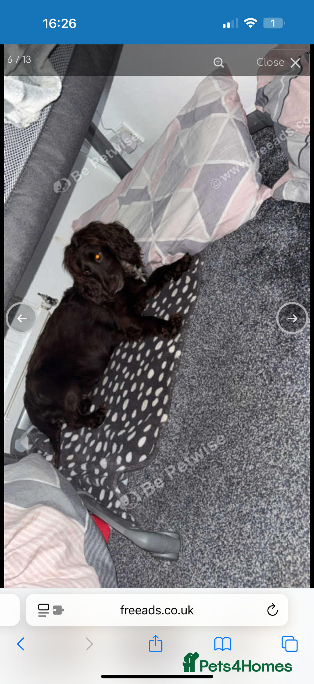 Sprocker dogs for sale: Sprocker spaniel puppies  - Image 3