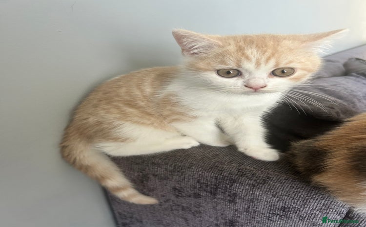 British Shorthair cats - Advert 6