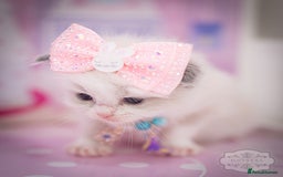 Ragdoll cats for sale: Ragdoll Bicolor Kitten Girl TICA REDUCED!!! - Image 5