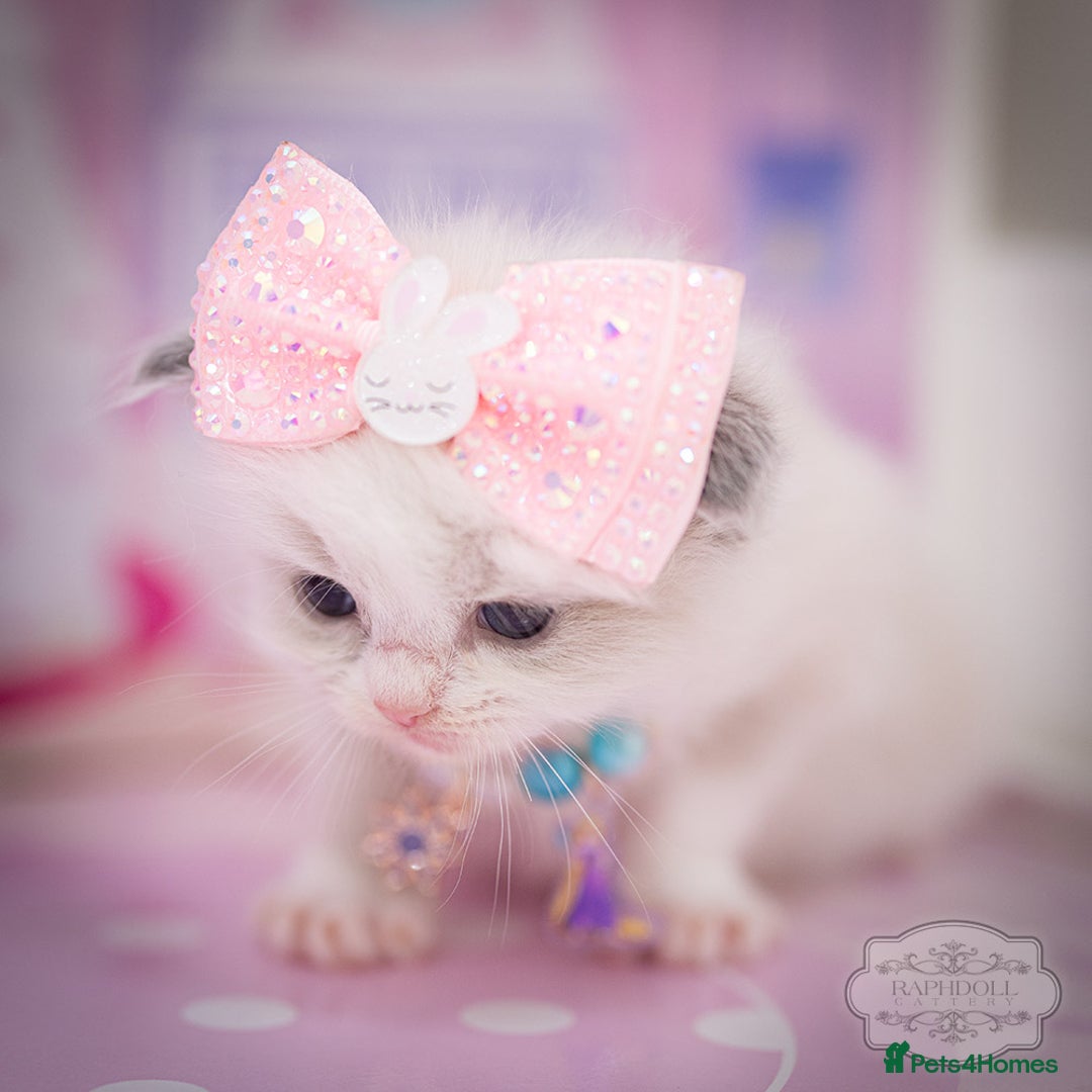 Ragdoll cats for sale: Ragdoll Bicolor Kitten Girl TICA REDUCED!!! - Image 5