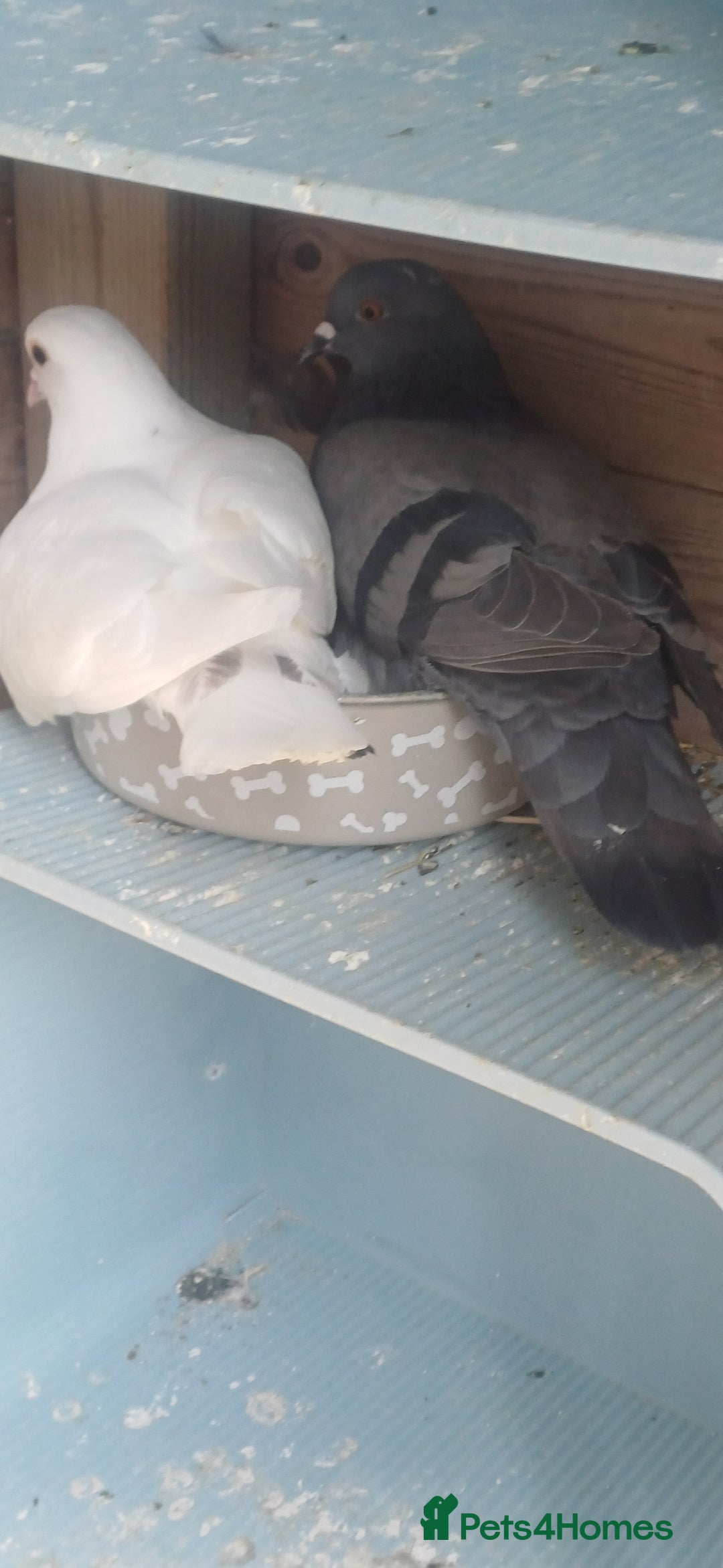 Pigeons birds for sale: Breeding pair of pigeons - Image 3