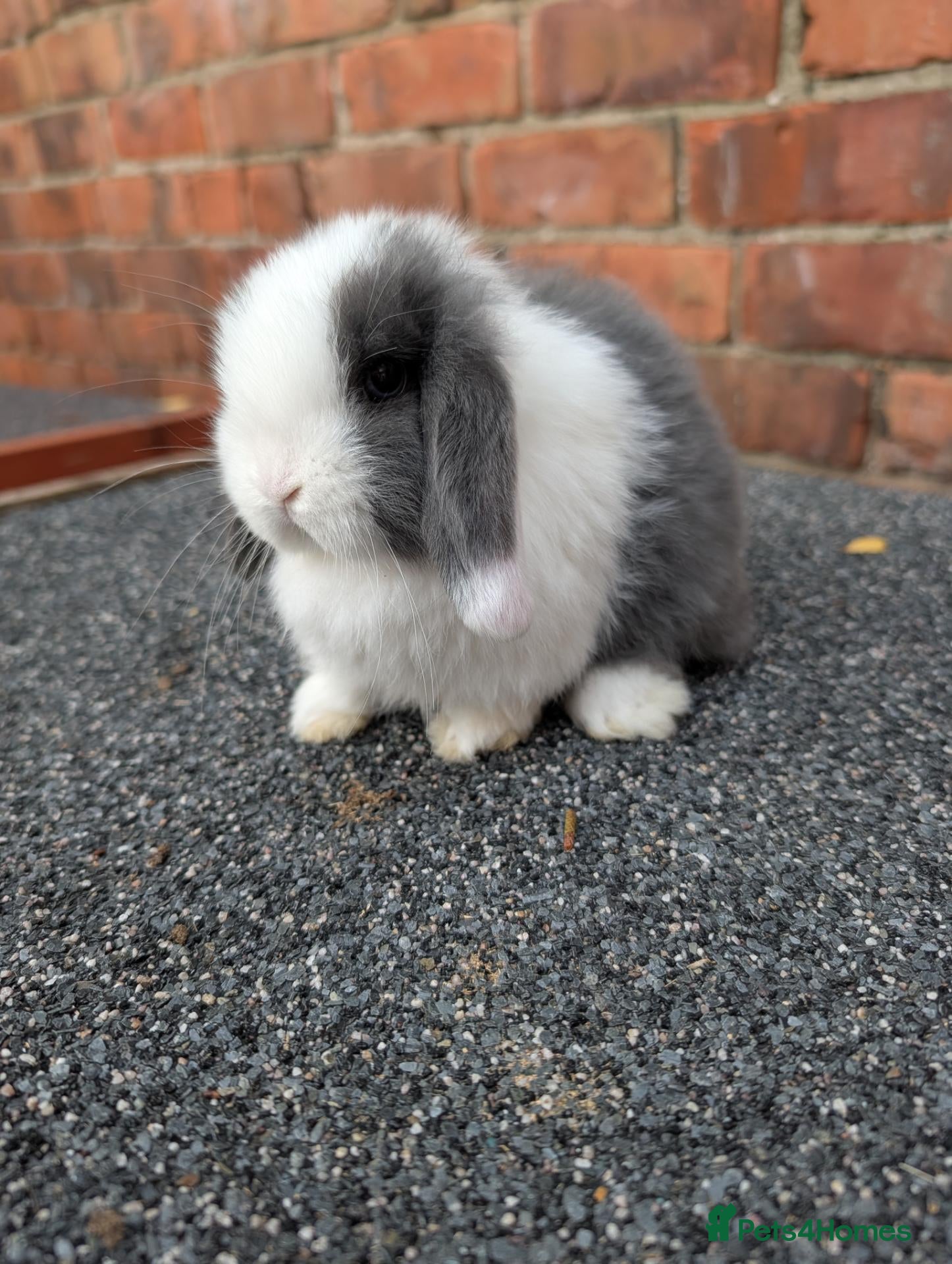 Mini Lop rabbits Mini lop babies and adults  - Advert 16