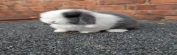Mini Lop rabbits for sale: Mini lop babies and adults  - Advert 1