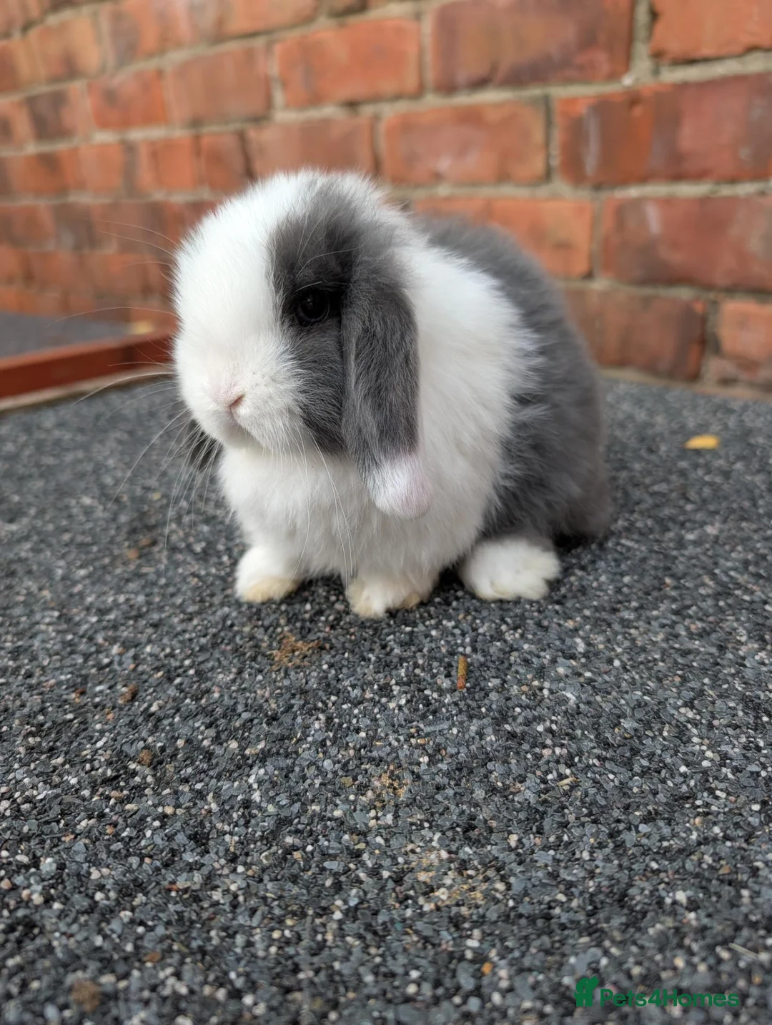 Mini Lop rabbits for sale: Mini lop babies and adults  - Advert 1