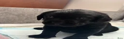 Labrador Retriever dogs for sale: Black Labrador puppies - Advert 2