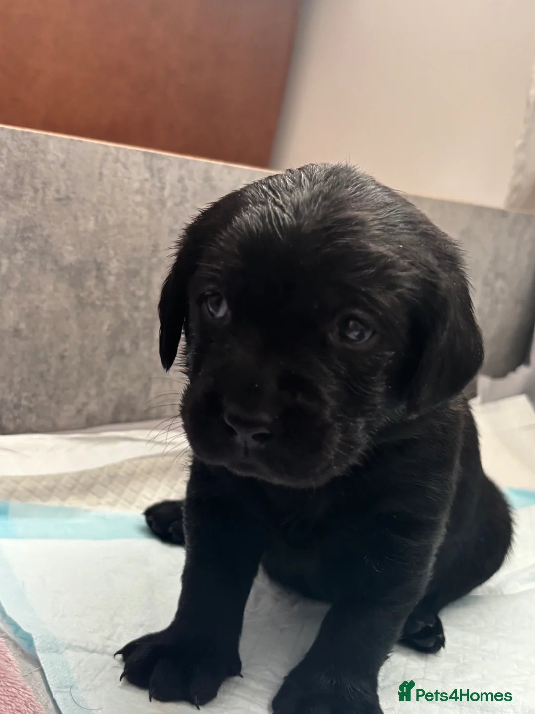 Labrador Retriever dogs for sale: Black Labrador puppies - Advert 2
