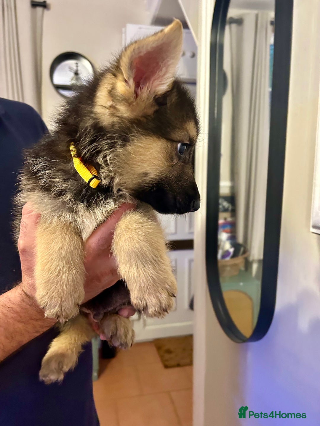 German Shepherd dogs for sale: 6 Beautiful straight back German Sheperd puppies  - Advert 17