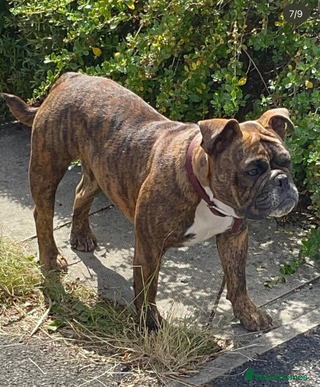 Old Tyme Bulldog dogs for sale: 2 beautiful dogs need a new loving home together - Image 2