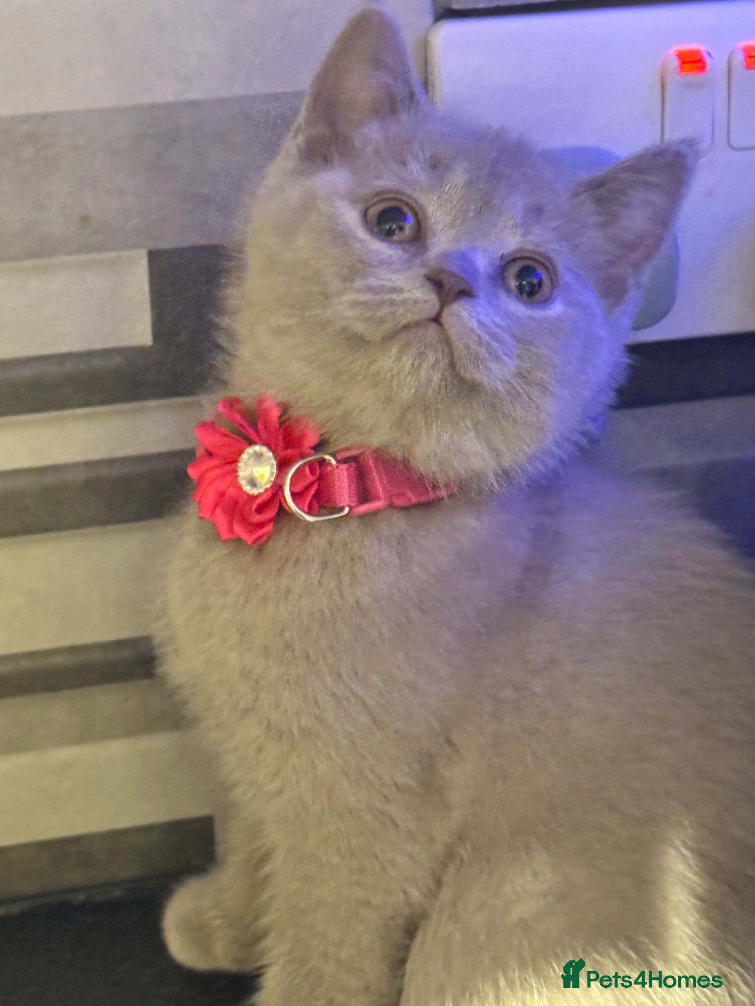 British Shorthair cats for sale: Lovely British Shorthair Kittens - Advert 1