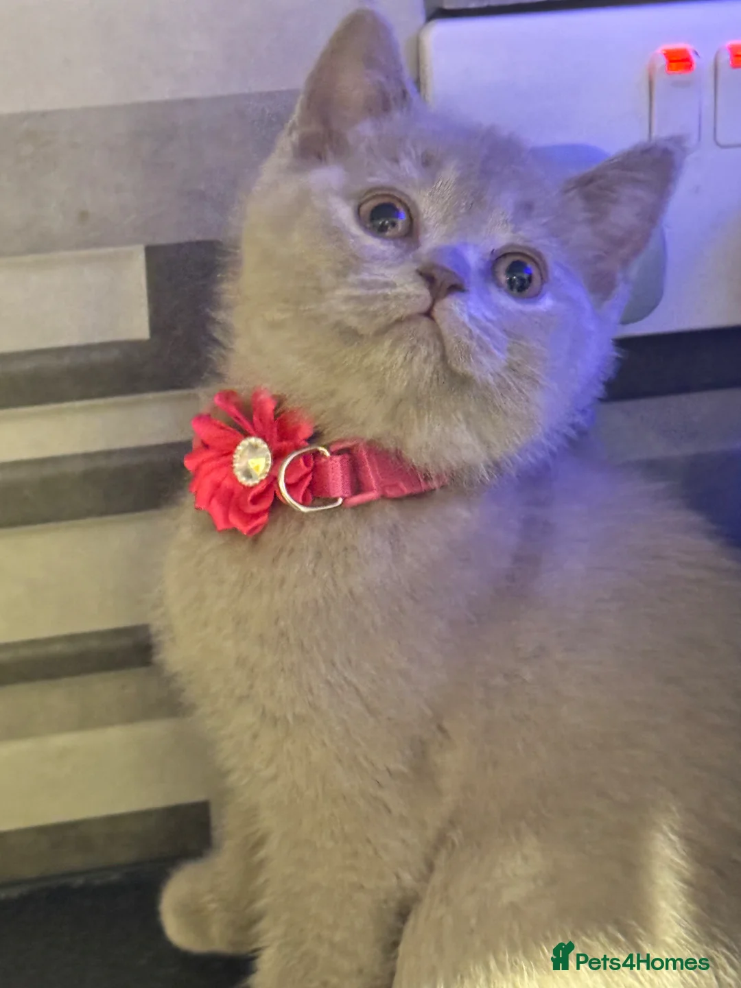 British Shorthair cats for sale: Lovely British Shorthair Kittens in High Wycombe - Advert 1